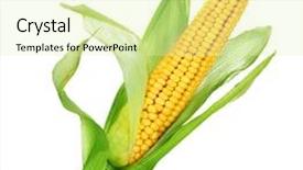  Presentation with corn cob - Slides with corn isolated on white background and a soft green colored foreground