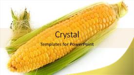  Presentation with corn cob - Audience pleasing PPT layouts consisting of corn isolated on white backdrop and a yellow colored foreground