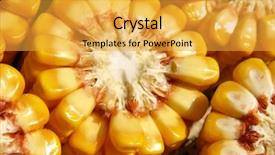  Presentation with corn cob - PPT theme consisting of corn macro background and a yellow colored foreground