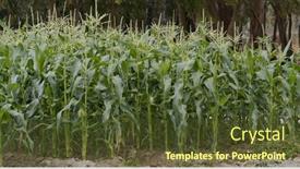  Presentation with maize - Beautiful slides featuring corn-maize-agriculture-nature-field backdrop and a tawny brown colored foreground