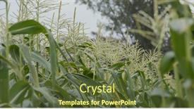  Presentation with agriculture corn maize - PPT layouts featuring corn-maize-agriculture-nature-field background and a tawny brown colored foreground