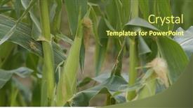  Presentation with maize - Beautiful PPT theme featuring corn-maize-agriculture-nature-field backdrop and a tawny brown colored foreground