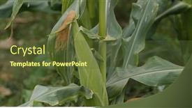  Presentation with agriculture corn maize - Cool new slide deck with corn-maize-agriculture-nature-field backdrop and a tawny brown colored foreground