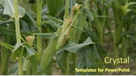  Presentation with maize - Presentation design enhanced with corn-maize-agriculture-nature-field background and a tawny brown colored foreground