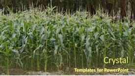  Presentation with agriculture corn maize - Slide set having corn-maize-agriculture-nature-field background and a tawny brown colored foreground