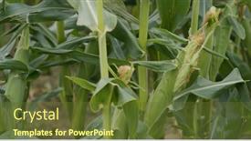  Presentation with agriculture corn maize - Beautiful presentation design featuring corn-maize-agriculture-nature-field backdrop and a tawny brown colored foreground