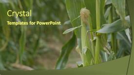  Presentation with maize - Amazing PPT theme having corn-maize-agriculture-nature-field backdrop and a tawny brown colored foreground