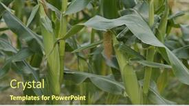  Presentation with agriculture corn maize - Audience pleasing theme consisting of corn-maize-agriculture-nature-field backdrop and a tawny brown colored foreground