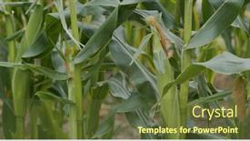  Presentation with maize - Cool new PPT theme with corn-maize-agriculture-nature-field backdrop and a tawny brown colored foreground