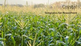  Presentation with agriculture corn maize - Presentation theme with corn-maize-agriculture-nature-field background and a lemonade colored foreground