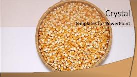  Presentation with maize - Audience pleasing PPT theme consisting of corn maize in the bamboo backdrop and a coral colored foreground