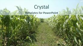 Presentation with corn - Beautiful PPT theme featuring corn maze backdrop and a cool aqua colored foreground
