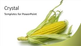  Presentation with corn cob - Theme consisting of corn on the cob isolated background and a white colored foreground