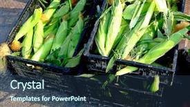  Presentation with vegetable farm - Amazing theme having corn on the cob backdrop and a tawny brown colored foreground