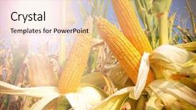  Presentation with corn cob - Cool new presentation with corn on the cob backdrop and a lemonade colored foreground