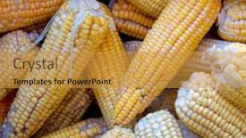  Presentation with maize - PPT layouts with corn-or-maize-for-processing background and a gold colored foreground