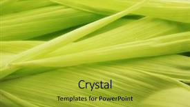  Presentation with corn plant - Presentation theme having corn plant - close up view green leafs background and a gold colored foreground