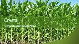  Presentation with corn plant - Beautiful theme featuring corn plant - cornfield with clouds on bright backdrop and a forest green colored foreground