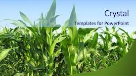  Presentation with corn plant - Slide deck enhanced with corn plant - cornfield background and a light blue colored foreground