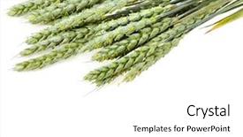  Presentation with grains - Colorful presentation theme enhanced with corn plant - stalks of wheat grains backdrop and a white colored foreground
