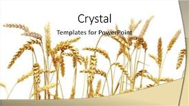  Presentation with corn plant - Audience pleasing slides consisting of corn plant - wheat isolated on a white backdrop and a white colored foreground