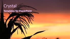  Presentation with bakground - Beautiful presentation featuring corn-plant-on-red-sunset backdrop and a tawny brown colored foreground