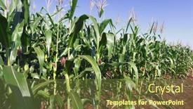  Presentation with plantation - 