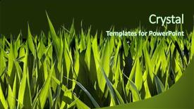  Presentation with chemistry leaves green leaf - Beautiful PPT theme featuring corn plants coltivation green leaves backdrop and a  colored foreground