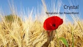  Presentation with corn field - PPT theme with retriver - portrait of beautiful golden background and a coral colored foreground.