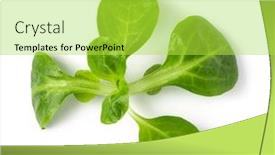  Presentation with corn - PPT layouts having corn-salad-leaves-isolated background and a yellow colored foreground