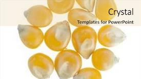 Presentation with close up fennel seed - Beautiful presentation theme featuring corn seeds close up macro backdrop and a yellow colored foreground