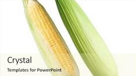  Presentation with corn - Cool new presentation theme with corn-set-on-white-background backdrop and a blonde colored foreground