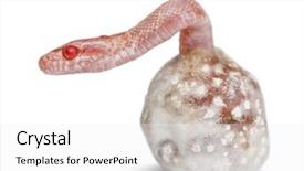  Presentation with rat - Audience pleasing presentation theme consisting of corn snake hatching pantherophis guttatus guttatus also know as red rat snake against white background backdrop and a white colored foreground