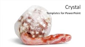  Presentation with rat - Presentation enhanced with corn snake hatching pantherophis guttatus guttatus also know as red rat snake against white background background and a white colored foreground