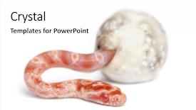  Presentation with white rat - Presentation design having corn snake hatching pantherophis guttatus guttatus also know as red rat snake against white background background and a white colored foreground