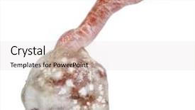  Presentation with white rat - Presentation theme featuring corn snake hatching pantherophis guttatus guttatus also know as red rat snake against white background background and a light gray colored foreground