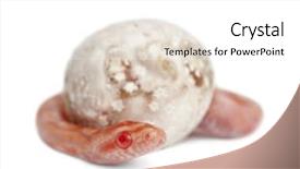  Presentation with white rat - Presentation theme with corn snake hatching pantherophis guttatus guttatus also know as red rat snake against white background background and a white colored foreground