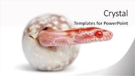  Presentation with white rat - Colorful PPT theme enhanced with reptile - corn snake hatching pantherophis guttatus backdrop and a white colored foreground