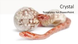  Presentation with white rat - Colorful presentation theme enhanced with corn snake hatching pantherophis guttatus guttatus also know as red rat snake against white background backdrop and a sky blue colored foreground