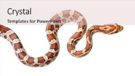  Presentation with corn - Slide deck enhanced with animial slide - corn snake in front background and a lemonade colored foreground