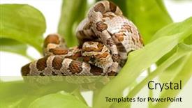  Presentation with corn cartoon - Theme with corn snake in front of a white background background and a yellow colored foreground
