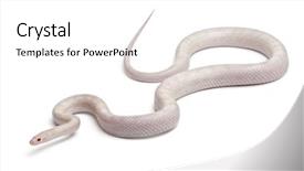  Presentation with white rat - PPT theme with corn snake or red rat background and a white colored foreground