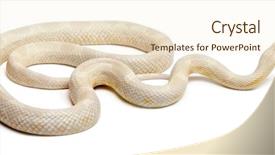  Presentation with white rat - Colorful slide set enhanced with corn snake or red rat backdrop and a cream colored foreground