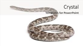  Presentation with white rat - PPT theme enhanced with corn snake or red rat background and a white colored foreground