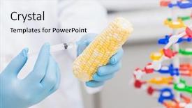  Presentation with laboratory food - Audience pleasing slide set consisting of corn with syringe in laboratory backdrop and a sky blue colored foreground