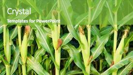  Presentation with corn - Theme with corn background and a seafoam green colored foreground