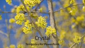  Presentation with nature big tree - Audience pleasing PPT theme consisting of cornel tree in bloom - cornaceae - cornus mas backdrop and a gold colored foreground