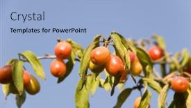  Presentation with branch - Cool new slides with cornelian-cherries-on-branch backdrop and a light blue colored foreground