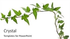  Presentation with corner - Cool new PPT theme with corner border of green ivy backdrop and a white colored foreground