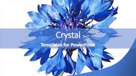  Presentation with clipping - Presentation theme with cornflower centaurea cyanus isolated with clipping path background and a teal colored foreground